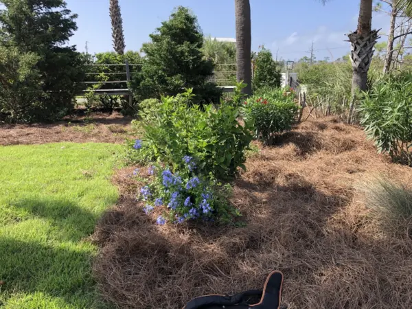 Plant Fertilization & Care