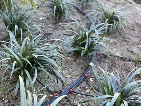 a lawn sprinkler system