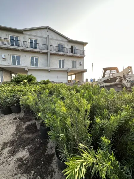 Plants waiting to be planted at Overlook in Port St Joe Fl