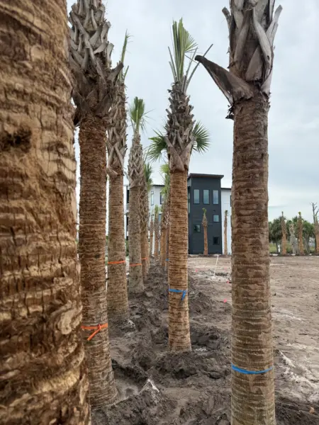 Row of palm trees being installed at a luxury coastal home in Florida
